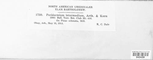 Peridermium intermedium image